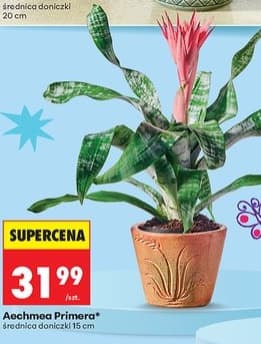 aechmea Primera