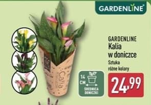 kalia w doniczce