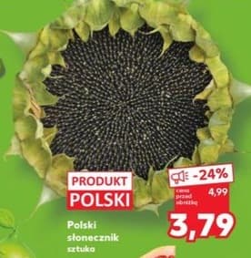 słonecznik