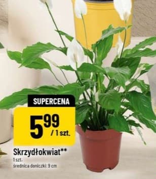 Skrzydłokwiat