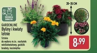 byliny i kwiaty letnie