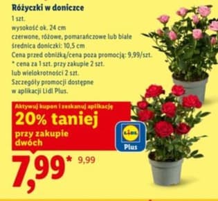 różyczki w doniczce