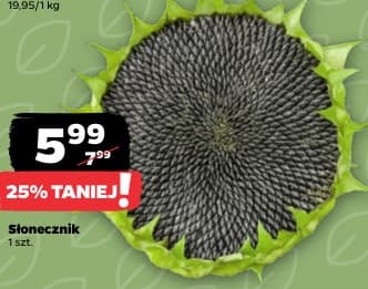 słonecznik