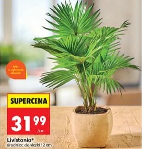 Livistonia