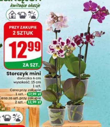 storczyk mini