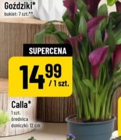Calla