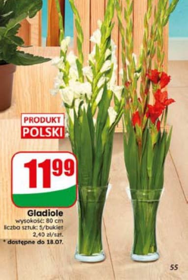 gladiole