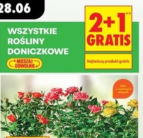 Wszystkie rośliny doniczkowe