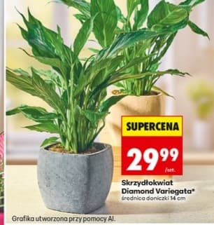 skrzydłokwiat Diamond Variegata