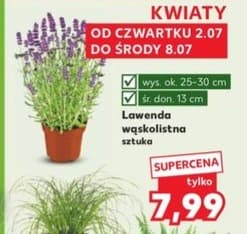 lawenda wąskolistna