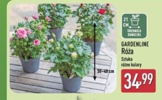 róża w doniczce