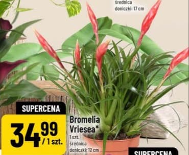 Bromelia Vriesea