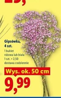 gipsówka