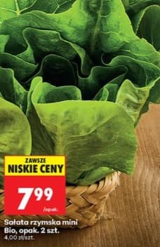 sałata rzymska mini