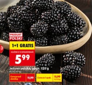 jeżyna polska
