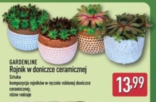 rojnik w doniczce ceramicznej