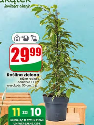 roślina zielona