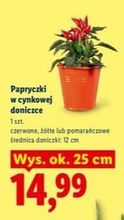papryczki w cynkowej doniczce