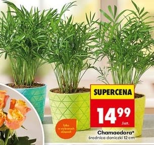 chamaedora