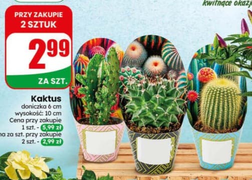 kaktus