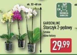 storczyk 2-pędowy