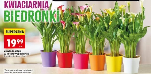 zantedeschia w kolorowej osłonce