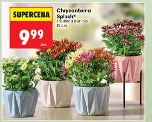 Chryzantema Splash