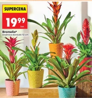 bromelia