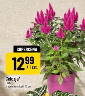 celozja