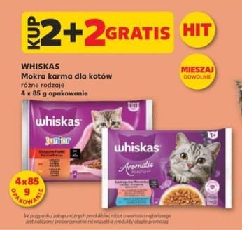 mokra karma dla kotów