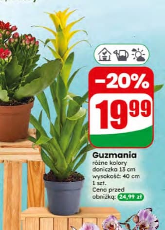 guzmania