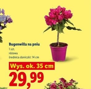 bugenwilla na pniu