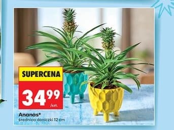 ananas