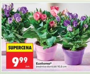 Eustoma