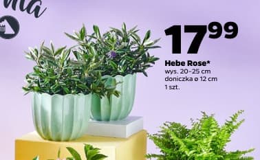 hebe Rose
