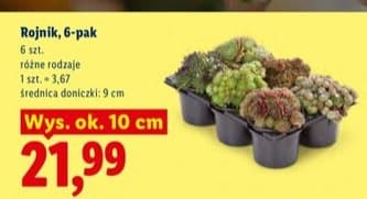 rojnik