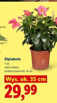 dipladenia