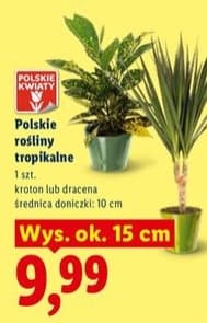 rośliny tropikalne
