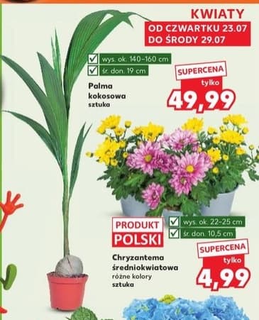 palma kokosowa