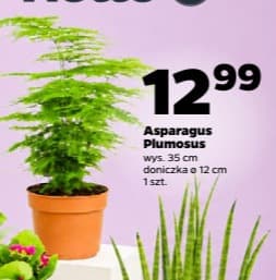 asparagus plumosus