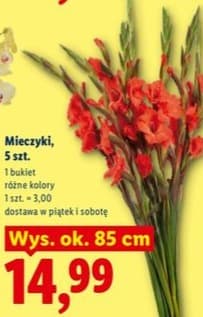 mieczyki