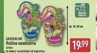 roślina owadożerna