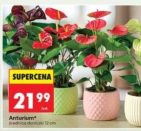 Anthurium