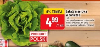 sałata masłowa w doniczce