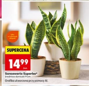 sansewieria Superba