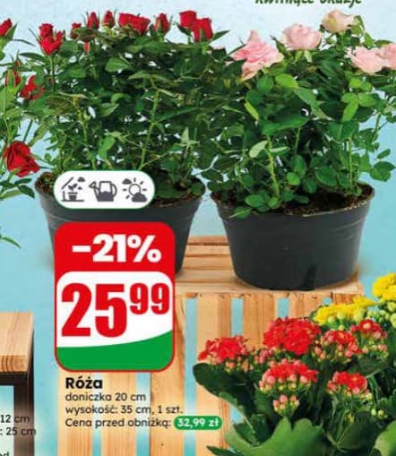 róża