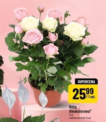 róża dwukolorowa