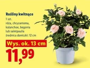 rośliny kwitnące
