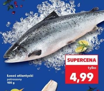 łosoś atlantycki patroszony