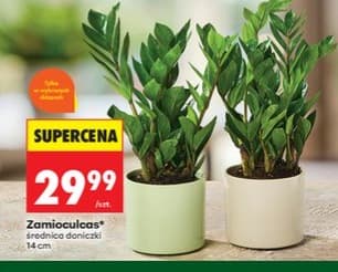 Zamioculcas